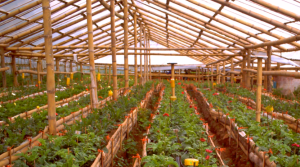 Green House Bambu