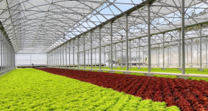 Green House Hidroponik