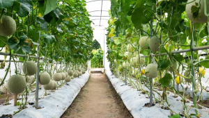 Green House Melon