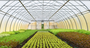 Green House Surabaya