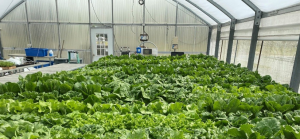Greenhouse Hidroponik Sederhana
