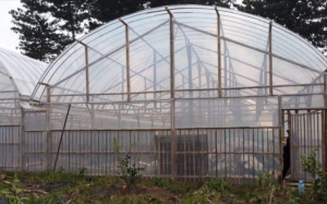 Jasa Greenhouse Bambu
