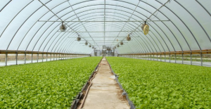 Jasa Pembuatan Green House Semarang