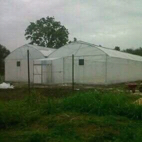Jasa Pembuatan Greenhouse Yogyakarta