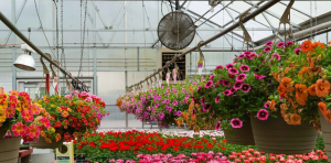 Jenis Tanaman Green House