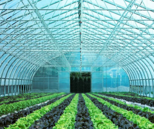 Kelebihan Dan Kekurangan Green House