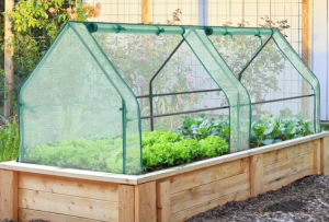 Mini Green House