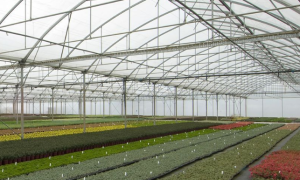 Modern Green House