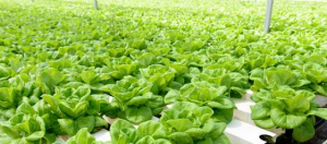 9 Keunggulan Sayur Hidroponik